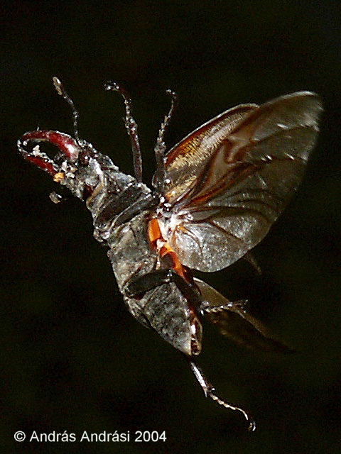 Profile view of a flying male stag beetle, 2004