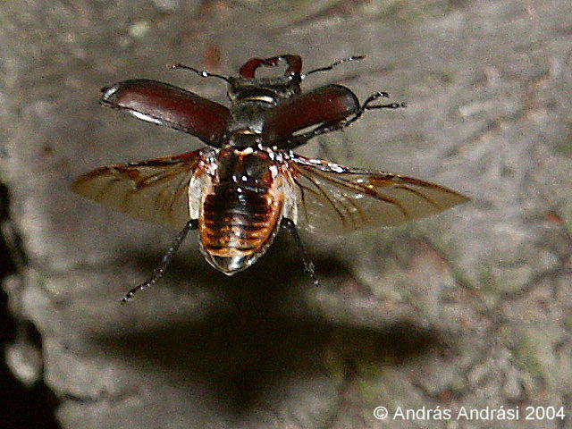 Male stag beetle with wings fully stretched, 2004