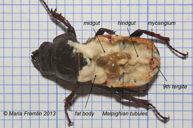 Dissected stag beetle female