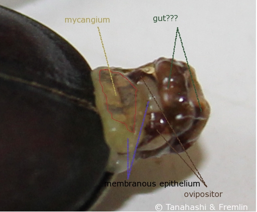 Protruded organs of a female stag beetle