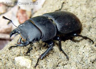 Male lesser stag beetle. Photo by Andrew Coupe. June 2002.