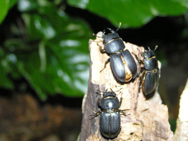 One male and two female lesser stag beetles. Mark Wagstaff, 5 June 2010