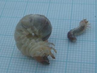 First and third instar lesser stag beetle larvae