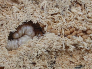 Third instar larva feeding in a tunnel