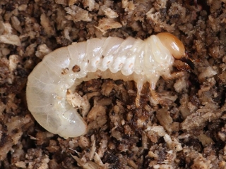 Overwintering larva
