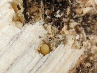 One lesser stag beetle egg