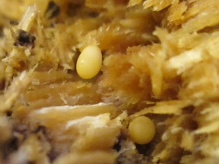 Two lesser stag beetle eggs