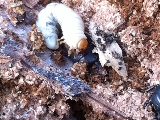 Lesser stag beetle larva and two adults