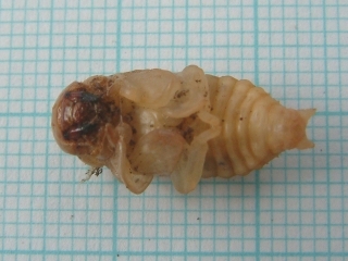 Female lesser stag beetle pupa