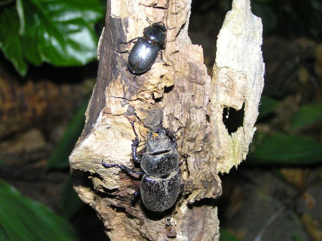 Female lesser stag beetle followed by a famle stag beetle. Mark Wagstaff, 5 June 2010