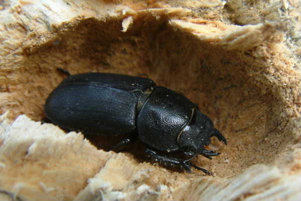 Female lesser stag beetle in pupal case