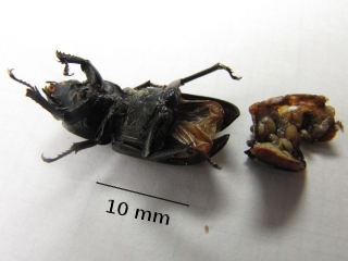 Female lesser stag beetle, dissected