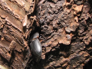 Male lesser stag beetle hiding on a tree stump