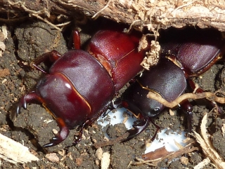 Teneral male lesser stag beetles