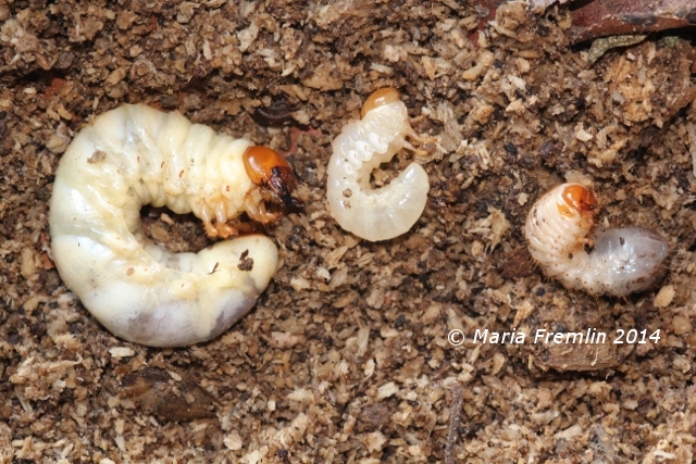Stag beetle, lesser stag beetle and rose chafer larvae. Photo by Maria Fremlin, 5 February 2014