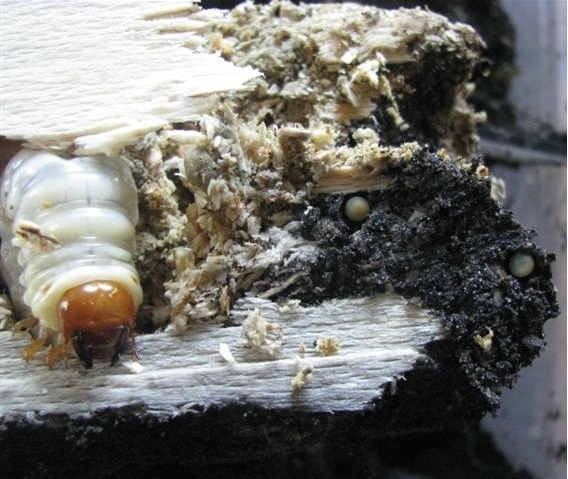 Larva and eggs, Paul Hendriks 2011