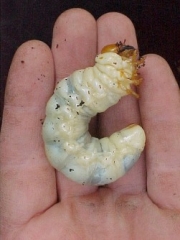 Third instar larva, photo by Bert van Geel