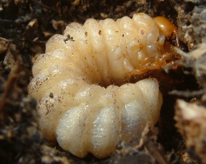 Stag beetle larva. Photo by Maria Fremlin, 3 July 2008