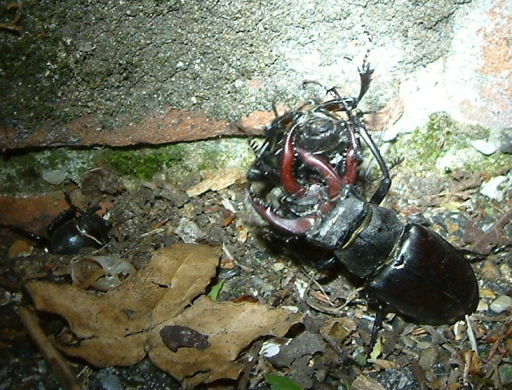 Crowded photo of mating stag beetles. Photo by Maria Fremlin, 28 May 2005.