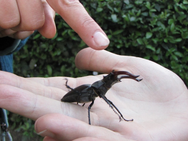 Male stag beetle and bloody finger, 2013.