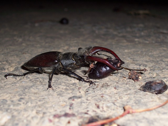 Male stag beetle holding a cherry, 19 July 2005. Photo by John T. Smit.