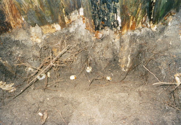 Nesting posts dug up for monitoring, 11-06-2004. Photo by Paul Hendriks.