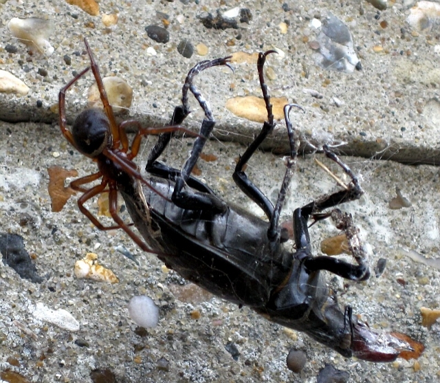 False widow spider attacking a male stag beetle.