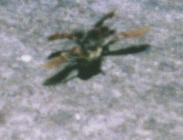 male stag flying towards the camera