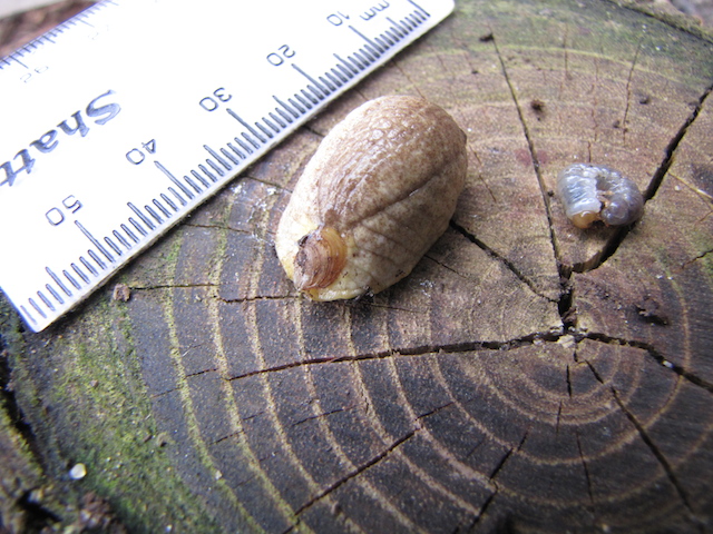 Shelled slug, left, and young stag beetle larva.