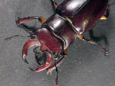 Male Pseudolucanus capreolus, PA, August 2003. Photo by Wade Fulp.