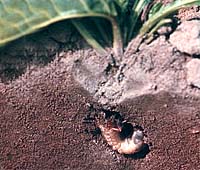 Cockchafer larva feeding on fresh roots. Seeking permission from Bayer at the moment.