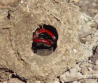 Cocoon found 40 cm below the soil, near rotten ash tree roots where some larvae were also found. Photo by Heinz Rothacher, Aigle, Switzerland. Late May 2002.