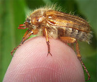 Summer chafer. Photo by Frank Koehler, Germany.