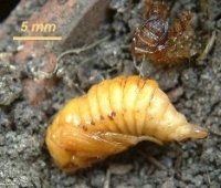 Amphimallon solstitiale pupa.Photo by Maria Fremlin, 25 June 2005.