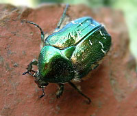 Cetonia aurata, freshly emerged from my compost. Photo by Maria Fremlin, 24 March 2003.