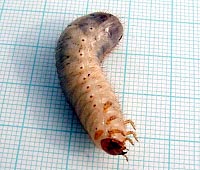 Rose chafer larva moving on its back. Photo by Maria Fremlin, 24 May 2003.