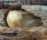 Female lesser stag beetle pupa. Photo by Maria Fremlin, 25 August 2007.