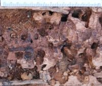 Fence post with larval galleries. Photo by Maria Fremlin, February 2011.