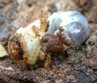 Stag beetle larva found on a  mulberry tree (Morus nigra) log. HCW=10mm. Photo by Maria Fremlin, 3 August 2005.