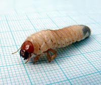 Cock chafer larva running away. Photo by Maria Fremlin, 20 April 2004.