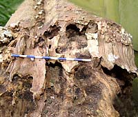 Very old pear tree stump, where stag beetle larvae were found. Scale is in 1 cm divisions. 2003, MF