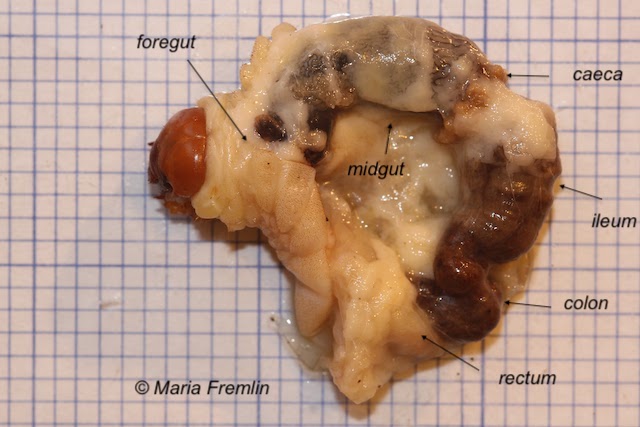 Dissected stag beetle larva. Photo by Maria Fremlin