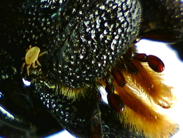 Female stag beetle with a white mite