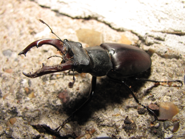 Male stag beetle carrying mites